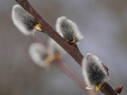 Willow Catkins for Palm Sunday