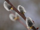 Вход Господень в Иерусалим отмечают православные христиане всего мира - Willow Catkins for Palm Sunday