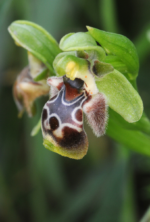 Праздник Анфестирия карнавалом цветов закружит города Кипра - Orchid flower, Cyprus