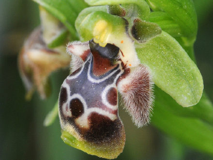 Orchid flower, Cyprus