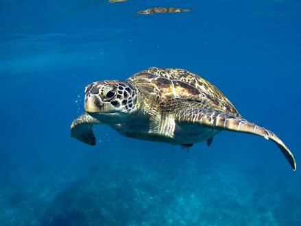 Green turtle at sea surface, Similan, Thailand