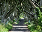 "Game of Thrones Tour" стартовал в Европе - Dark hedges of Armoy, Northern Ireland (photo horslips5, Flickr)