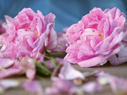 Damascena rose, Bulgaria