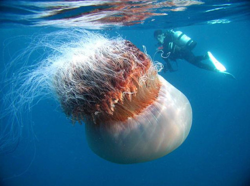 Средиземноморье борется с нашествием ядовитых медуз - photo AP from thehindu.com