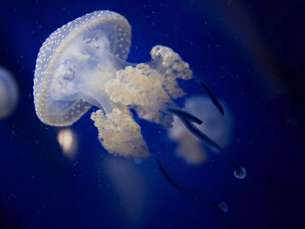 Jellyfish