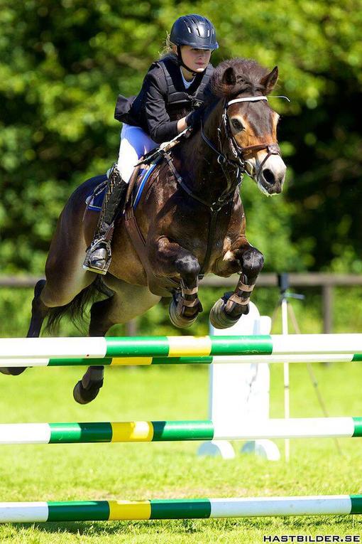 Фестиваль пони проходит в Национальном парке Exmoor - Exmoor National Park (photo Miriam Geraghty, Exmoor Pony Club Facebook)