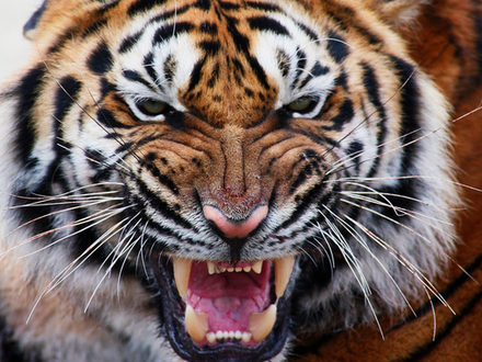Gorgeous Sumatran tiger