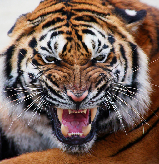 Международный день Тигра - Tiger