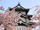 В Японии зацвела сакура - Cherry blossoms and Japanese castle