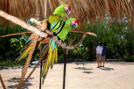 фото отеля Presidente InterContinental Resort Ixtapa Zihuatanejo