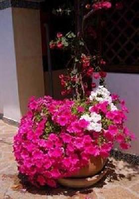 фото отеля Hotel Fiore di Maggio