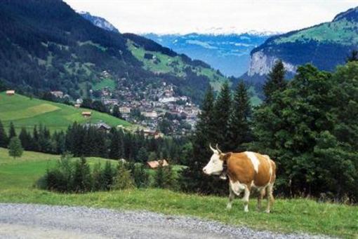 фото отеля Hotel Alpenrose Wengen