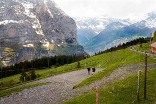 фото отеля Hotel Alpenrose Wengen