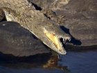 фото отеля Crocodile Kruger Safari Lodge
