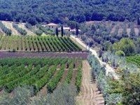 Agriturismo Bulichella Suvereto