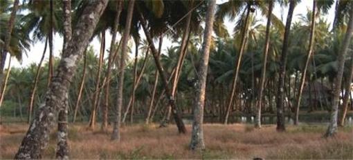 фото отеля Kannur Beach House