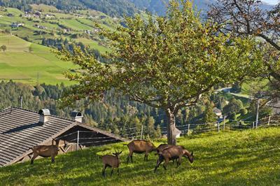 фото отеля Handl Gasthof