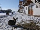 фото отеля Geinberg Suites Polling im Innkreis