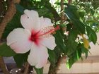 фото отеля Casa Bougainvillea