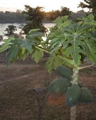 фото отеля Bundelkhand Riverside Retreat Orchha
