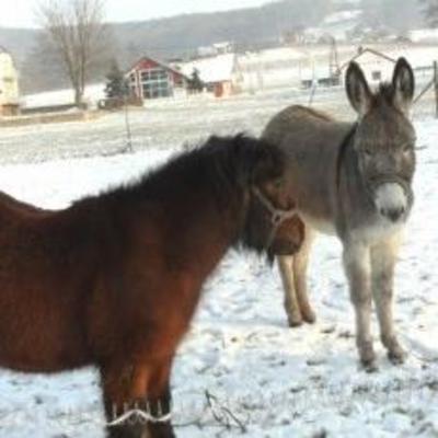 фото отеля Bauernhof Schneider