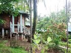 фото отеля Palm Grove Eco Resort