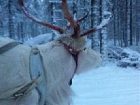 фото отеля Santa Claus Holiday Village