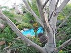 фото отеля Hotel Green Tulum