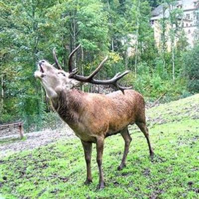 фото отеля Gasthof Zur Post Hinterriss