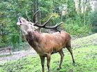 фото отеля Gasthof Zur Post Hinterriss