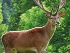 фото отеля Gasthof Zur Post Hinterriss