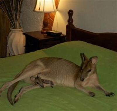 фото отеля Cedar Park Rainforest Resort Mareeba