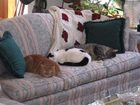 фото отеля Lonesome Dove Bed and Breakfast