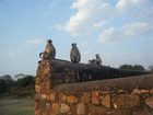 фото отеля Raj Palace Ranthambhore