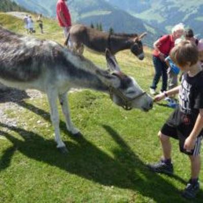 фото отеля Gasthof Schatzbergalm