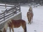 фото отеля Bauernhof Deutschmann