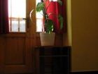 фото отеля Green Dream Apartment