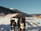 фото отеля Familienurlaub Reiterhof Zum Hammerschmied