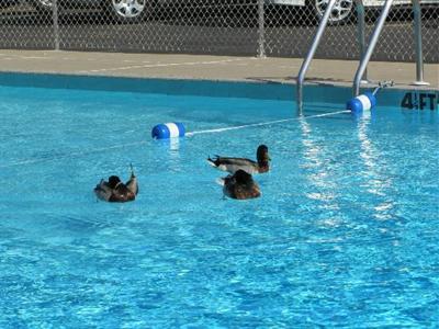 фото отеля Mayflower Motel & Suites