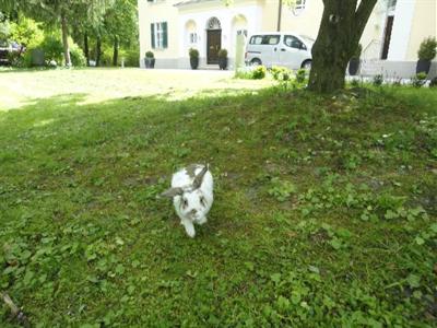 фото отеля Villa Trapp