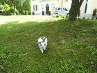 фото отеля Villa Trapp