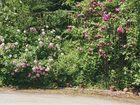 фото отеля Le Jardin d'Alix