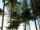 фото отеля Royal Bangsak Beach Resort Phang Nga