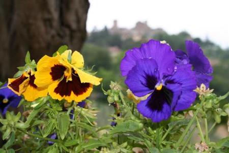 фото отеля Villa Sangiovese
