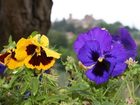 фото отеля Villa Sangiovese