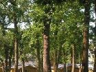 фото отеля Albirondack Camping Lodge & Spa