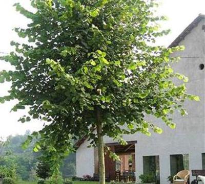 фото отеля La Tilia