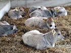 фото отеля Bauernhof Marxer