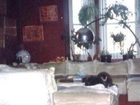 фото отеля Carole's Purrfect Bed and Breakfast