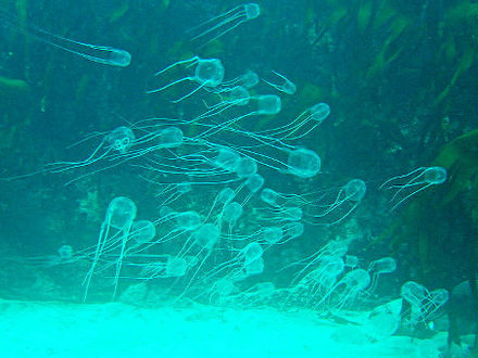 Jellyfish warning for Phuket waters (photo thephuketnews.com)